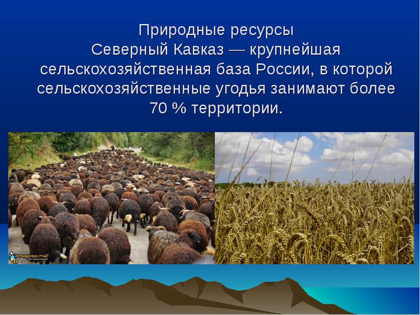 Природные ресурсы Северный Кавказ — крупнейшая сельскохозяйственная база Росс...