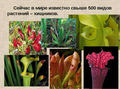 Сейчас в мире известно свыше 500 видов растений – хищников.