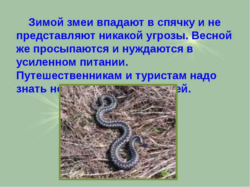 Зимой змеи впадают в спячку и не представляют никакой угрозы. Весной же просы...
