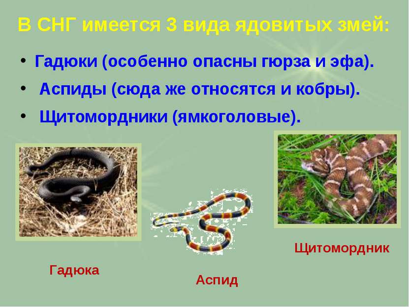 В СНГ имеется 3 вида ядовитых змей: Гадюки (особенно опасны гюрза и эфа). Асп...