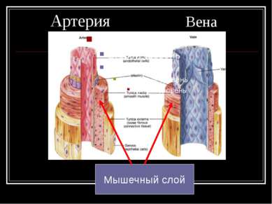 Артерия Вена Мышечный слой