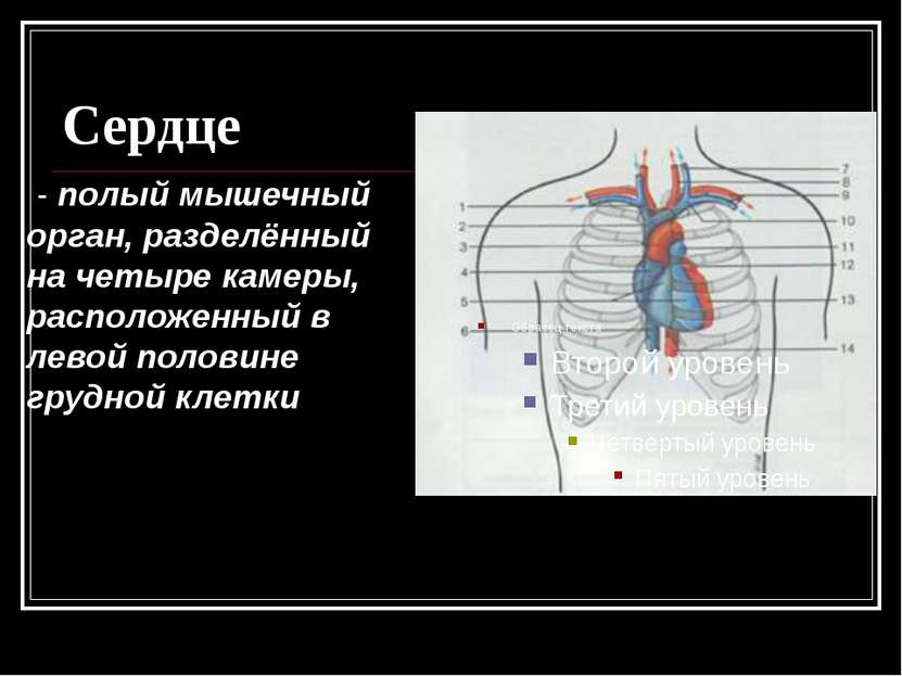Сердце - полый мышечный орган, разделённый на четыре камеры, расположенный в ...