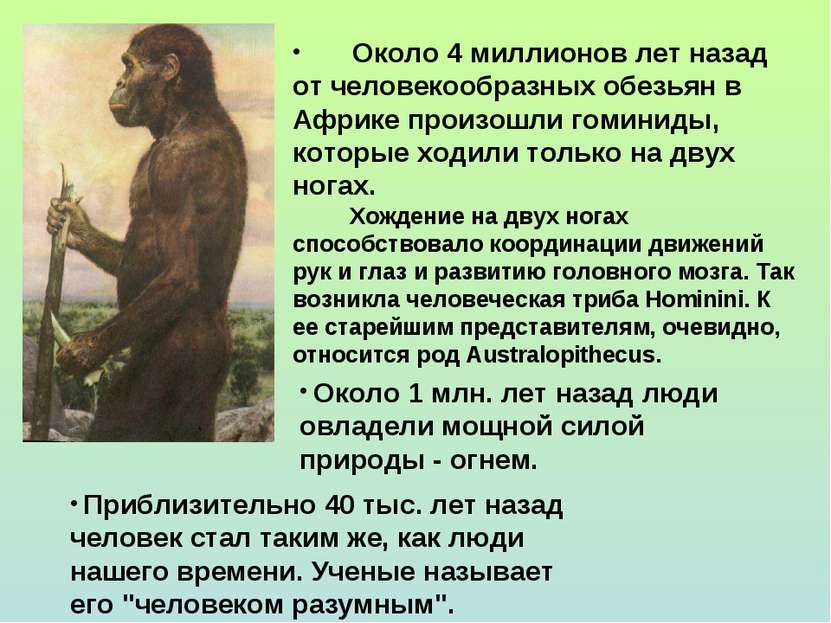 Около 4 миллионов лет назад от человекообразных обезьян в Африке произошли го...