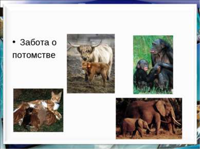 Забота о потомстве http://aida.ucoz.ru