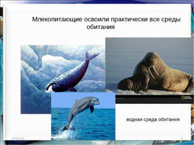 * * http://aida.ucoz.ru Млекопитающие освоили практически все среды обитания ...