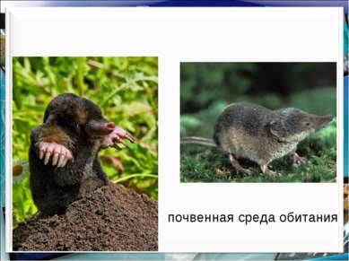 почвенная среда обитания http://aida.ucoz.ru