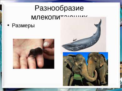 Разнообразие млекопитающих Размеры http://aida.ucoz.ru