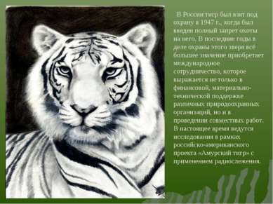 В России тигр был взят под охрану в 1947 г., когда был введен полный запрет о...