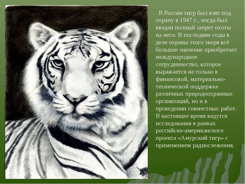 В России тигр был взят под охрану в 1947 г., когда был введен полный запрет о...