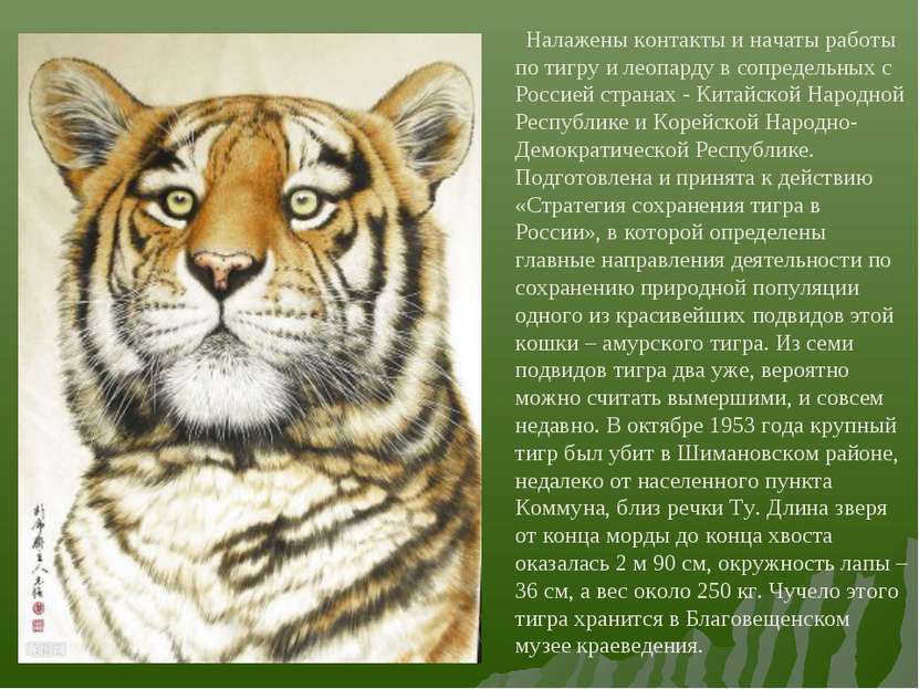 Налажены контакты и начаты работы по тигру и леопарду в сопредельных с Россие...