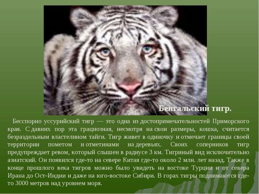 Бенгальский тигр. Бесспорно уссурийский тигр — это одна из достопримечательно...