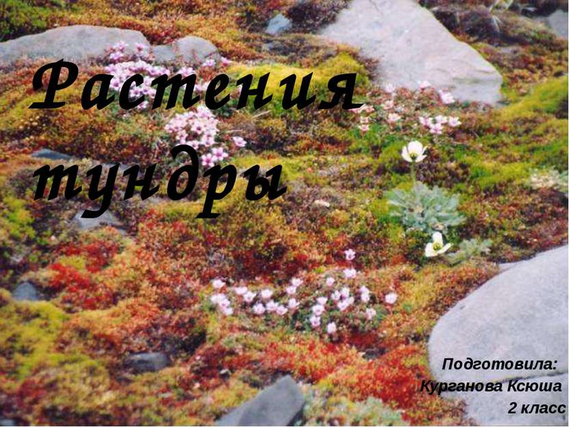 Растения тундры Подготовила: Курганова Ксюша 2 класс