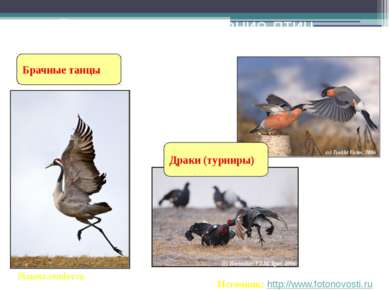 Брачные танцы Ритуальное поведение птиц Planeta.remler.ru Источник: http://ww...