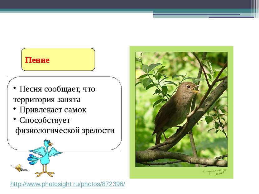 Пение Ритуальное поведение птиц http://www.photosight.ru/photos/872396/ Песня...