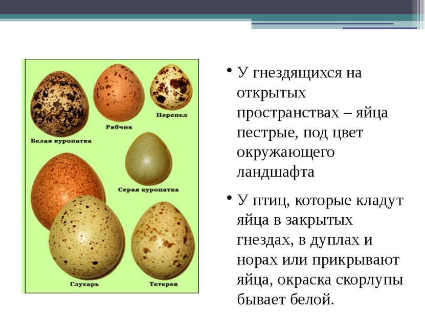 Разнообразие формы и цвета яиц У гнездящихся на открытых пространствах – яйца...