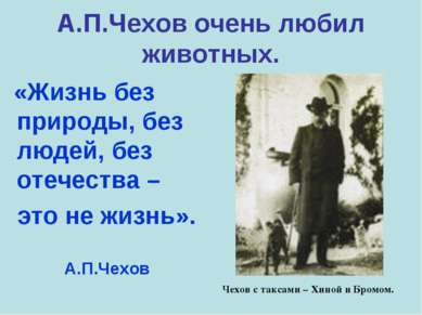 А.П.Чехов очень любил животных. «Жизнь без природы, без людей, без отечества ...