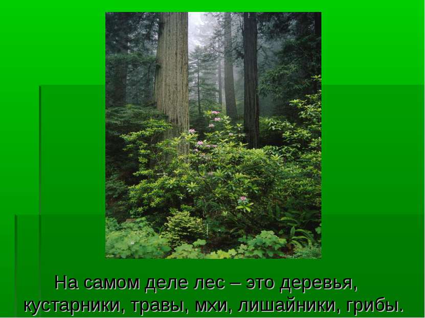 На самом деле лес – это деревья, кустарники, травы, мхи, лишайники, грибы.