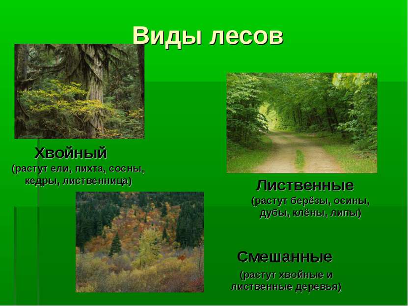 основные виды лесов