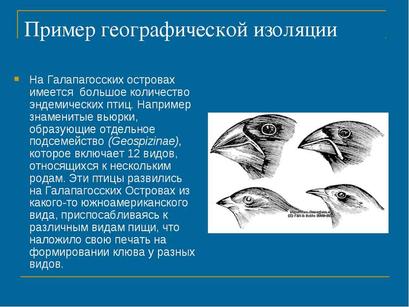 Пример географической изоляции На Галапагосских островах имеется большое коли...