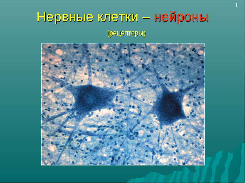 Нервные клетки – нейроны (рецепторы) 1