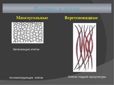 Формы клеток Многоугольные Веретеновидные Запасающие клетки Ассимилирующие кл...