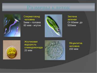 Размеры клеток Сперматозоид человека 5мкм – головка 60 мкм - жгутик Жгутикова...