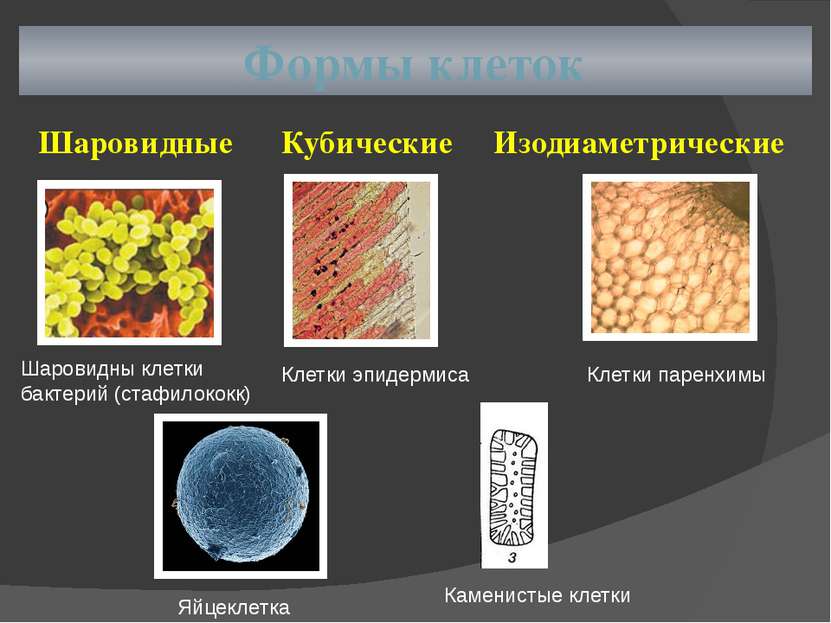 Формы клеток Шаровидные Кубические Изодиаметрические Шаровидны клетки бактери...