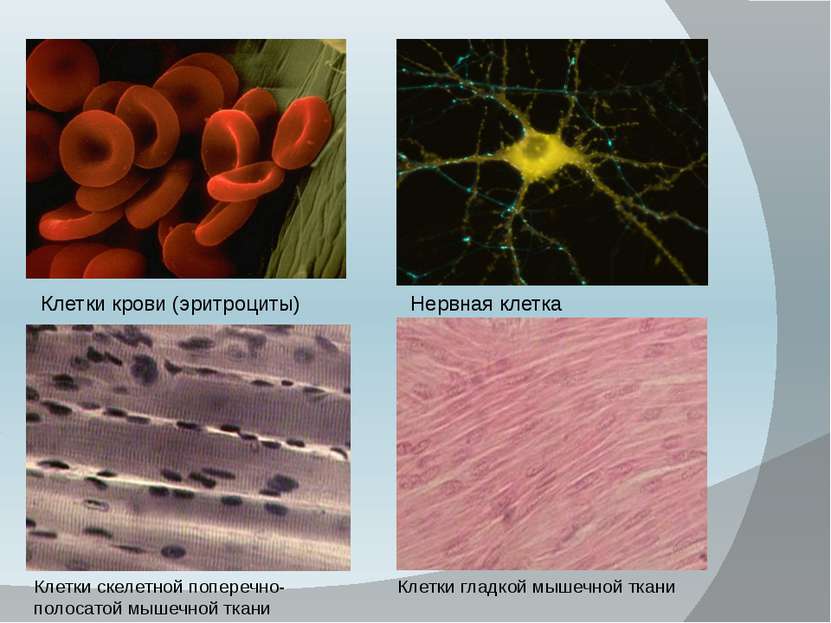 Клетки крови (эритроциты) Нервная клетка Клетки скелетной поперечно-полосатой...