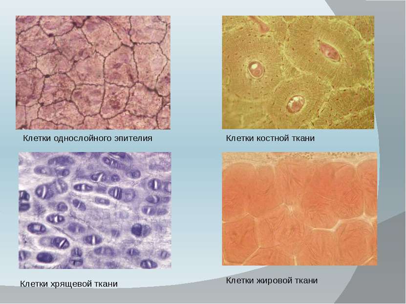 Клетки однослойного эпителия Клетки костной ткани Клетки хрящевой ткани Клетк...