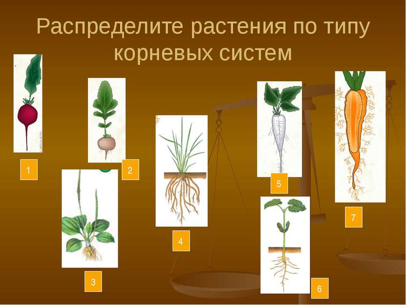 Распределите растения по типу корневых систем 1 2 3 4 6 5 7