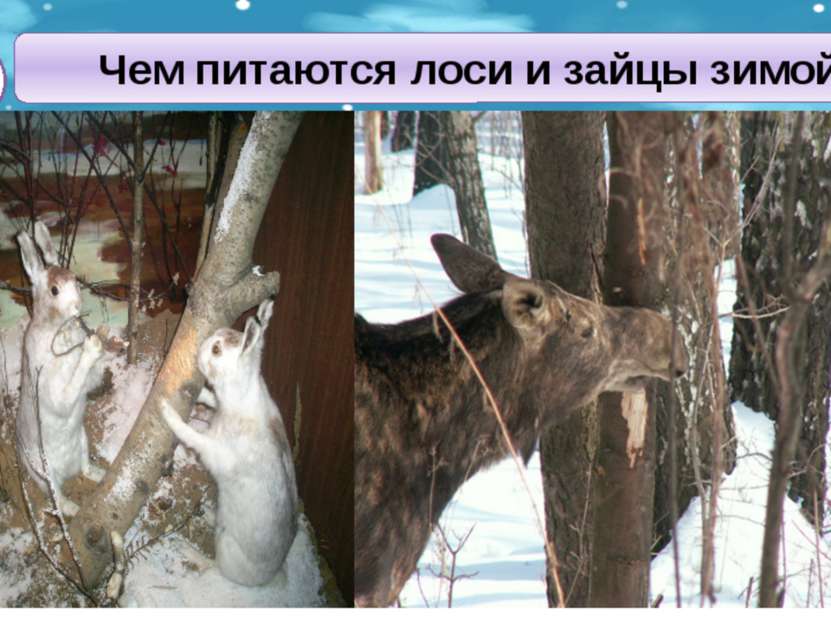 Чем питаются лоси и зайцы зимой? травой под снегом корой молодых деревьев опа...