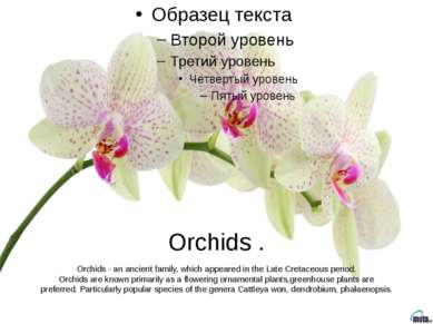 Orchids . Orchids - an ancient family, which appeared in the Late Cretaceous ...