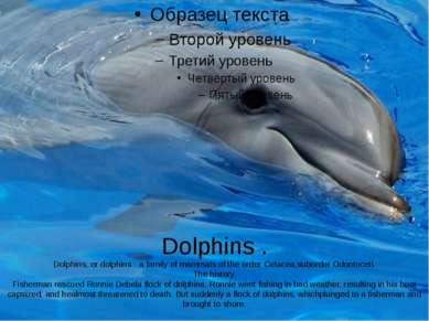Dolphins . Dolphins, or dolphins - a family of mammals of the order Cetacea,s...