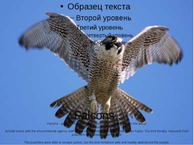 Falcons . Falcons - genus of birds of prey falcons family, widespread in the ...