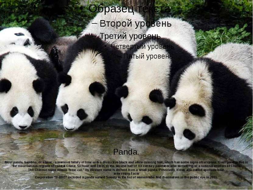 Panda. Most panda, bamboo, or a bear - a mammal family of bear with a distinc...