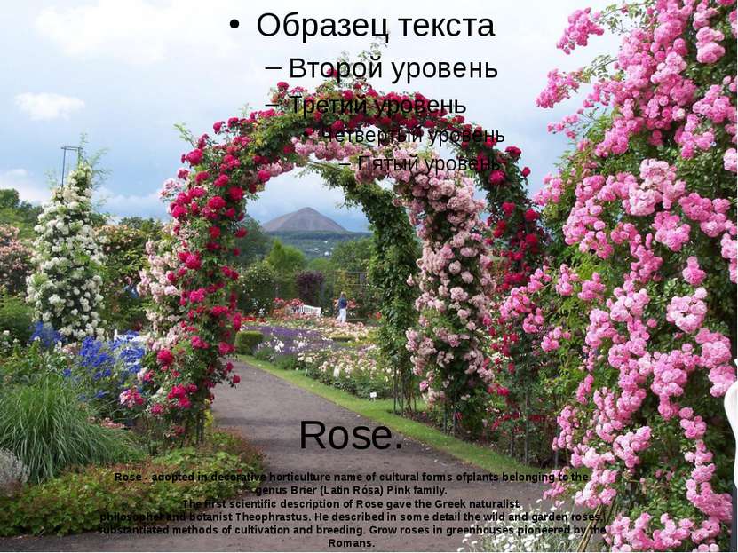 Rose. Rose - adopted in decorative horticulture name of cultural forms ofplan...