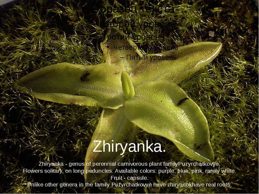 Zhiryanka. Zhiryanka - genus of perennial carnivorous plant familyPuzyrchatko...