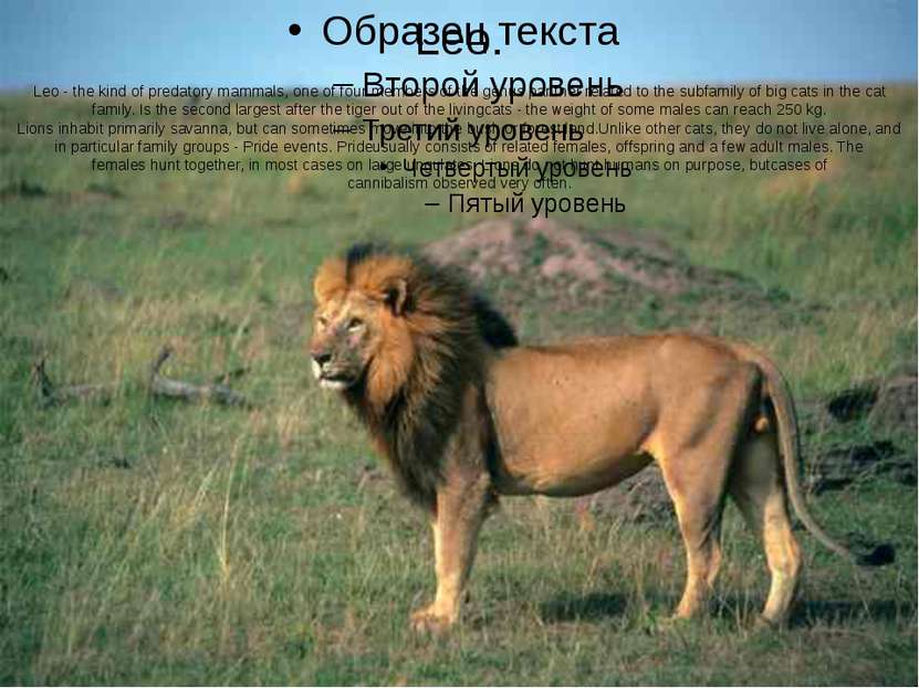 Leo. Leo - the kind of predatory mammals, one of four members of the genus pa...