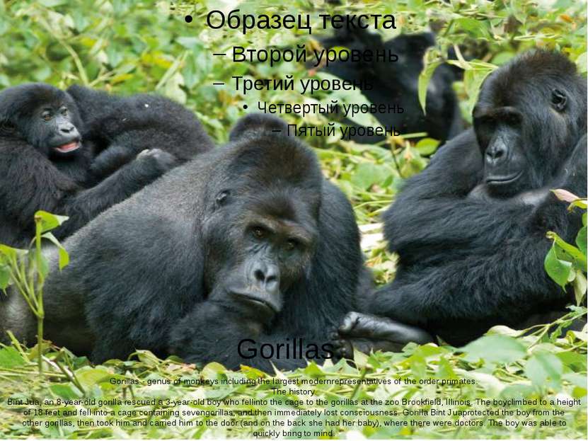 Gorillas. Gorillas - genus of monkeys including the largest modernrepresentat...