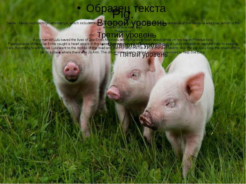 Pig. Swine - family nezhvachnyh artiodactyls, which includes eightspecies, in...