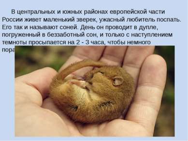 В центральных и южных районах европейской части России живет маленький зверек...