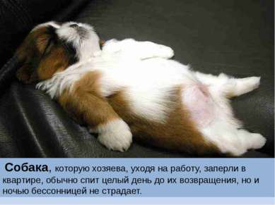 Собака, которую хозяева, уходя на работу, заперли в квартире, обычно спит цел...