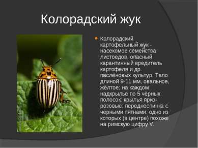 Колорадский жук Колорадский картофельный жук - насекомое семейства листоедов,...