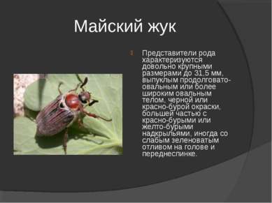 Майский жук Представители рода характеризуются довольно крупными размерами до...