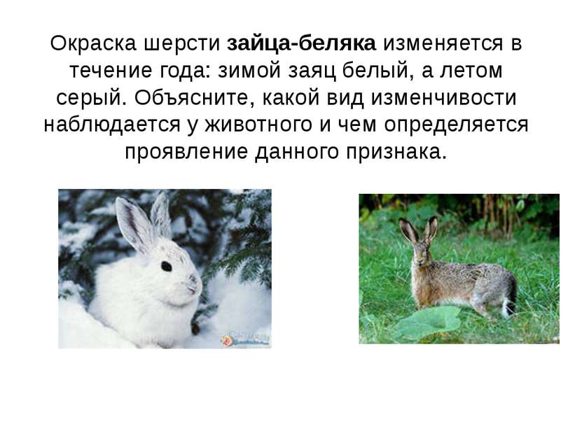 Окраска шерсти зайца-беляка изменяется в течение года: зимой заяц белый, а ле...