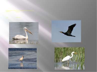 Характерной особенностью фауны птиц является присутствие значительного количе...