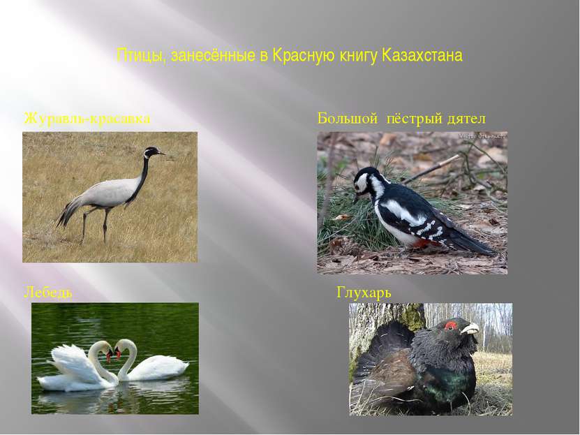 Птицы, занесённые в Красную книгу Казахстана Журавль-красавка Большой пёстрый...