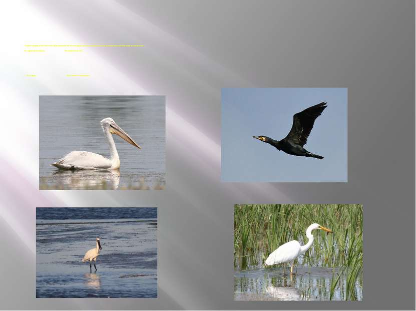 Характерной особенностью фауны птиц является присутствие значительного количе...
