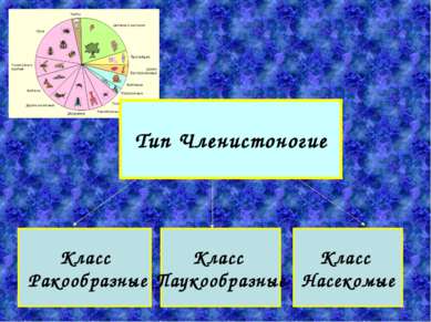 Класс Паукообразные Класс Насекомые Класс Ракообразные Тип Членистоногие