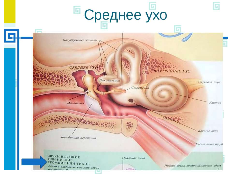 Среднее и внутреннее ухо расположены в. Строение среднего уха человека анатомия. Анатомические структуры среднего уха. Строение среднего уха. Среднеу Хо.